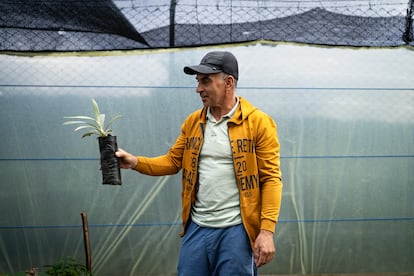 Ernesto Pérez sostiene un frailejón en el vivero municipal de Belmira.