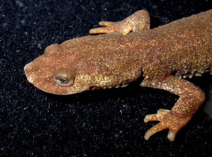 Ejemplar de trit&oacute;n del Montseny, &#039;Calotriton arnoldi&#039;. 