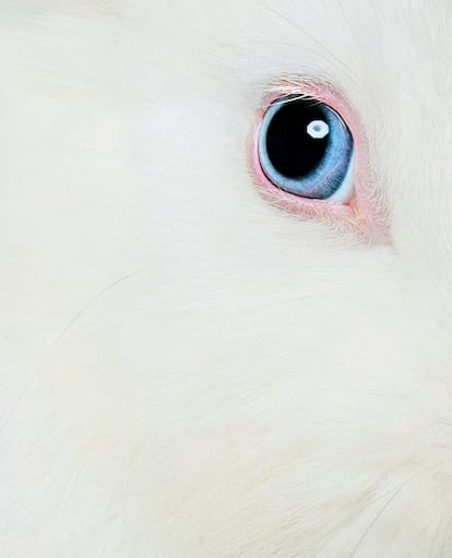 Ojo de un conejo común ('Oryctolagus cuniculus').