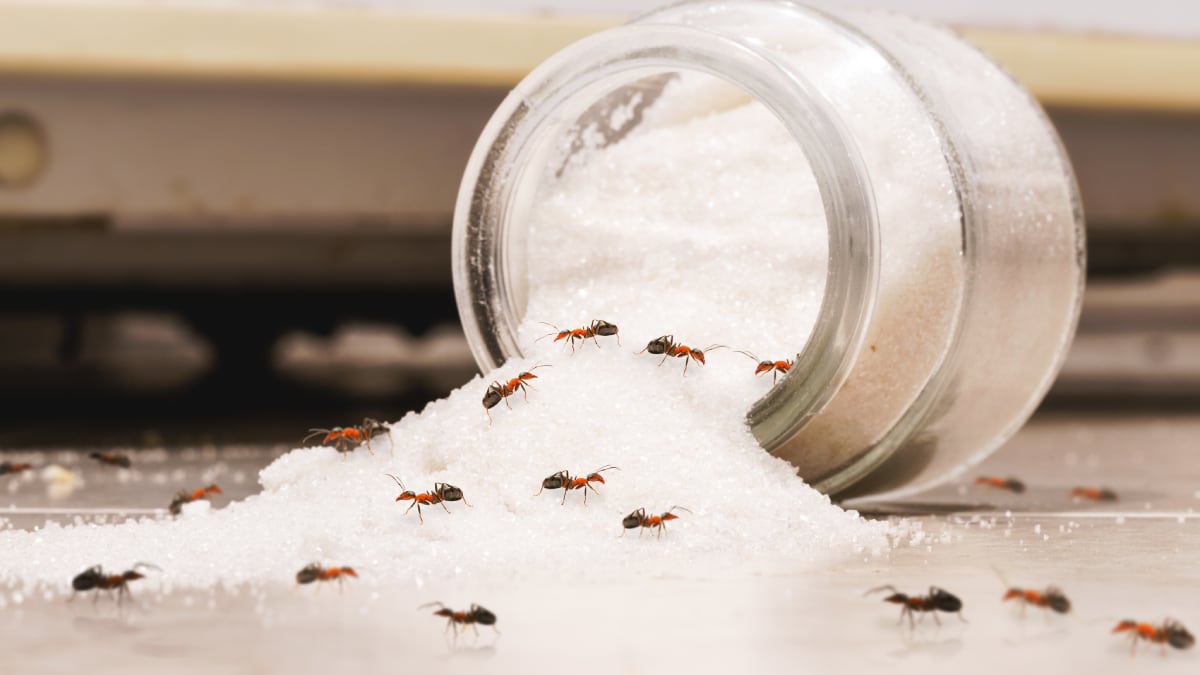 La guía completa para acabar con las hormigas, cucarachas y otros insectos en casa (también en verano).