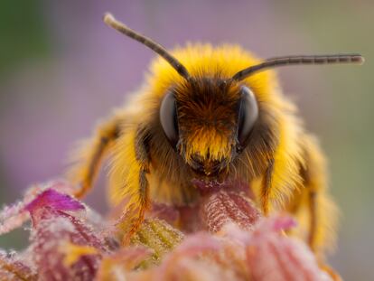 Retrato de una abeja en una flor. En España hay cerca de 1.105 especies de abejas, las cuales realizan una importante labor de polinización.