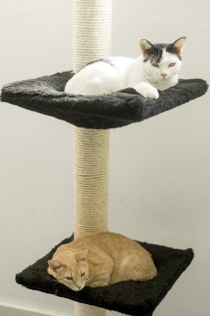 Igor (arriba) y Arturo, el gato de este mes, descansando sobre sus sillones estantes.