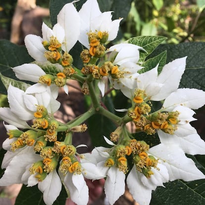 Essa planta da espécie 'Euphorbia cornastra' está no México, que é o terceiro país do continente americano com a flora mais diversificada, com 22.969 espécies. Está atrás do Brasil, com 33.161 espécies, e da Colômbia, com 23.104.