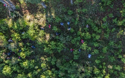 Comuneros integrados al mercado de bonos de carbono realizan labores de remoción de maleza en el bosque en Ixtlán de Juárez, México, en octubre de 2022.