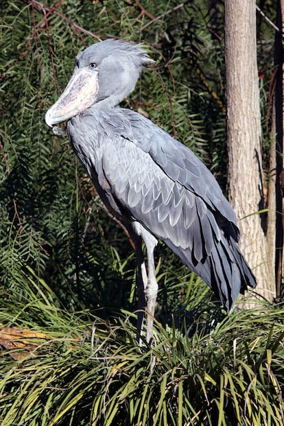 Un picozapato, en el zoo de San Diego.