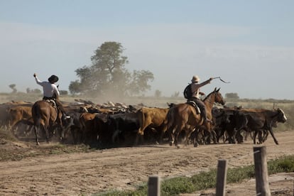 Traslado de ganado vacuno en La Rinconada, Chacra Seca, provincia de Córdoba (Argentina)