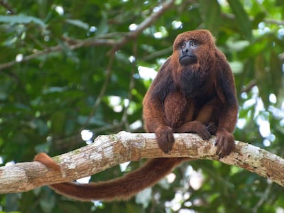 O bugio é uma das vítimas da febre amarela silvestre.