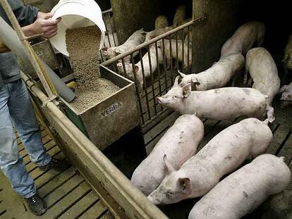 Un hombre alimenta a los cerdos en una granja de Holanda.