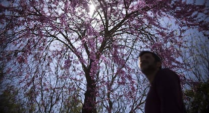 Un hombre observa un ejemplar ya florecido de Cercis Siliquastrum, comúnmente conocido como árbol del amor o algarrobo loco.