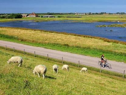 Ovejas sobre un dique cerca de Den Burg, en la isla de Texel, al norte de los Países Bajos. 