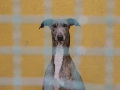 Galgo recogido por una sociedad protectora.