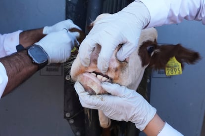 Veterinarios examinan ganado en un rancho de Zamora, al norte de México.