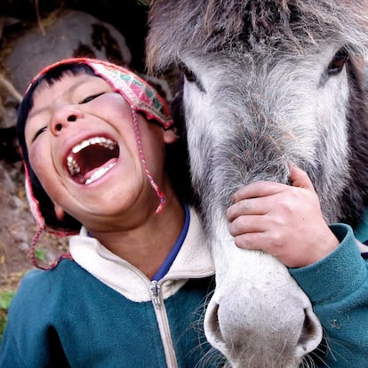 Un niño quechua de Perú, en 2009. Se denomina pueblos quechuas en el Perú a un conjunto grande y diverso de poblaciones andinas que tienen el propio quechua como lengua materno. Los crímenes perpetrados por el grupo terrorista Sendero Luminoso y los contraataques de las fuerzas armadas gubernamentales en los años ochenta afectaron mucho a estas comunidades campesinas. Cerca de tres cuartos de los 70.000 muertos estimados pertenecían a esta etnia. Además, las políticas de esterilización forzada durante el gobierno de Alberto Fujimori afectaron casi exclusivamente a mujeres quechuas y aimaras, siendo más de 200 000.