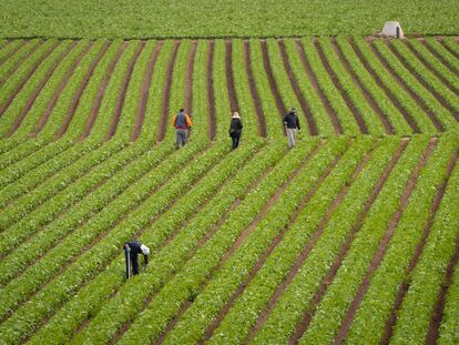 Trabajadores del campo retiran malas hierbas en una plantación de lechugas en Murcia.