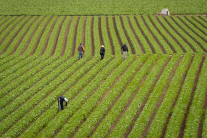 Trabajadores del campo retiran malas hierbas en una plantación de lechugas en Murcia.