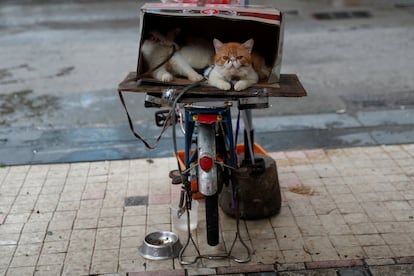 Pero el crecimiento económico de Guangzhou ha comenzado a disminuir, junto con el resto del país. En la imagen, un gato se sienta encima de una bicicleta en el distrito de Tianhe en Guanghzou.