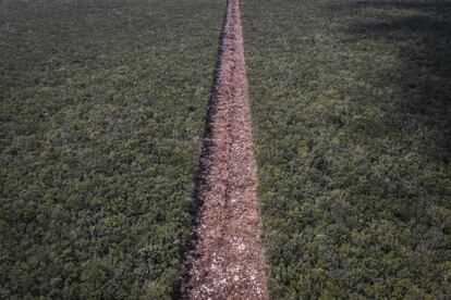 Según datos de la ONG Greenpeace, tan solo en México, se deforestan en promedio 170.000 hectáreas cada año. Esta cifra no hace más que crecer con el paso del tiempo.