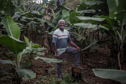 Ditão, en su plantación de plátanos en el 'quilombo' de Ivaporunduva, al lado del Eldorado.