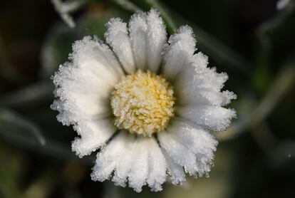 Una flor cubierta de escarcha en Friburgo de Brisgovia (Alemania), el 13 de enero de 2018.