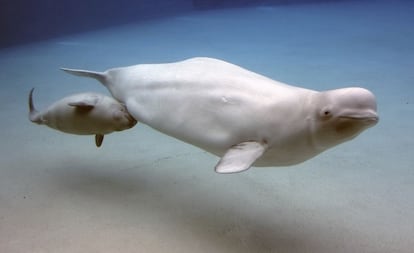 Hay especies de ballena que solo se pueden ver en ciertas latitudes, muy cercanas al Ártico. Las belugas, por ejemplo, ese gran delfín blanco. O los narvales, un cetáceo dotado de un colmillo retorcido a modo de cuerno que puede llegar a medir dos metros de largo, y cuya función biológica es todavía hoy un misterio. O la voluminosa ballena boreal, un cetáceo barbado con una boca enorme. La mejor época para estos avistamientos es de junio a agosto. Se pueden contratar viajes de acampada en el hielo o de barco desde Iqaluit, en la Isla de Baffin. En la foto, dos belugas en las gélidas aguas del Ártico canadiense.