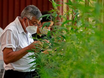 Cultivo de marihuana medicinal en Costa Rica, a comienzos de este mes.