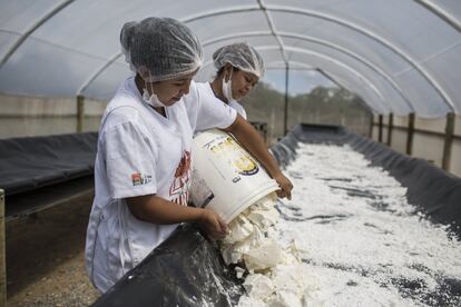 Adriana Pantaleón dos Santos y Michelle Batista de Jesus, dos jóvenes kirirí, ponen a secar la harina, ya molida, en las instalaciones de la Unidad de Aprovechamiento de la Mandioca en la aldea Marcação. Es un paso necesario antes de proseguir con su proceso de transformación. La mejora del nivel de vida de los kirirí desde que retomaron su tierra les está permitiendo soñar con retos y logros que hace unos años parecían imposibles. Adriana, que tiene 19 años, quiere estudiar medicina en la Universidad Federal de Bahía, en Salvador, la capital del estado. “Antes, todo el mundo se quedaba en casa con su familia. Ahora que ganamos dinero, podemos ahorrar y estudiar”, asegura con convicción.