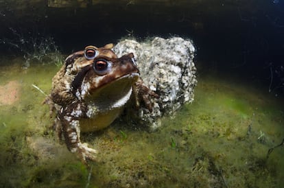 Amplexo de sapo común (Bufo spinosus). Pueden llegar a estar unidos durante varios días. Esta pareja, fotografiada en la charca de Camorchos, en Hoyo de Manzanares, estuvo tres días enteros.