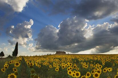 Muchas granjas y villas de la Toscana se han reinventado como alojamientos turísticos para acoger a los visitantes. En la imagen, girasoles ante la típica casa de campo toscana en el Val d'Orcia, cerca de Montalcino.