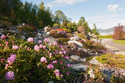 Detalle de algunas de las plantas del el Jardín Botánico Ártico-Alpino de Tromsø (Noruega).