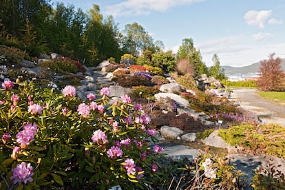 Detalle de algunas de las plantas del el Jardín Botánico Ártico-Alpino de Tromsø (Noruega).