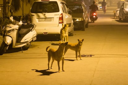 La rabia es una enfermedad zoonótica. Se desarrolla en animales, desde donde salta a humanos. Se estima que hay 30 millones de perros callejeros en India.