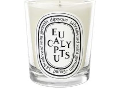 Eucalipto para el verano