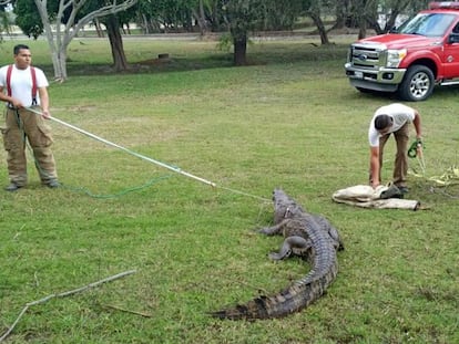 Elementos do grupo S.O.S Cocodrilo de Tampico capturam um crocodilo, em maio deste ano.