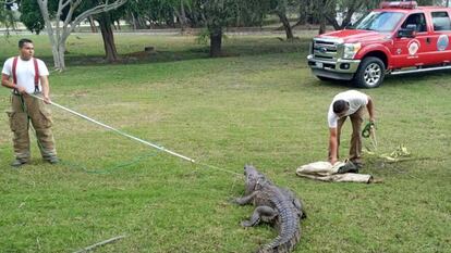 Elementos do grupo S.O.S Cocodrilo de Tampico capturam um crocodilo, em maio deste ano.