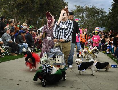 Perros disfrazados de Halloween participan en un desfile en Long Beach, California (EE.UU) el 30 de octubre. 