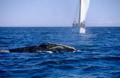 La bahía de Fundy no es muy corriente, aunque la rodean faros, pueblos de pescadores y otros clásicos elementos marítimos. La geografía única de Fundy genera las mareas más extremas del mundo, que proveen de alimento a las amenazadas ballenas francas del Atlántico norte, así como ballenas azules que también acuden a darse un banquete. Observar aquí a los cetáceos es extraordinario. Otra actividad única es el rafting con la marea alta, en el que se aprovecha la explosiva fuerza de las aguas de Fundy. La población turística de St Andrews By-The Sea, las serenas islas Fundy, el paisaje marítimo y la rica historia hacen que esta sea una de las zonas más interesante de la provincia de New Brunswick. Y eso sin olvidar el marisco, abundante y delicioso en toda la región.