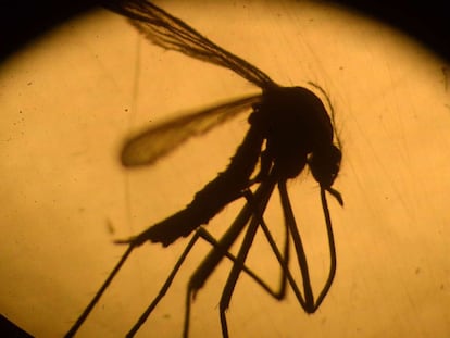 O mosquito 'Aedes aegypti' que transmite o zika.