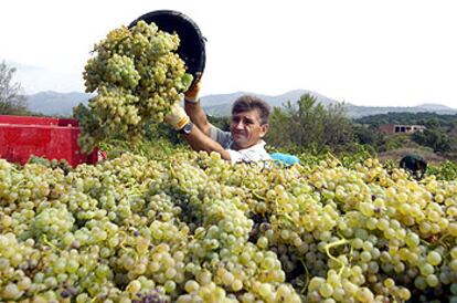 Un agricultor recoge uva en Garriguella (Girona) en la vendimia iniciada en la comarca del Empordà.
/ EFE