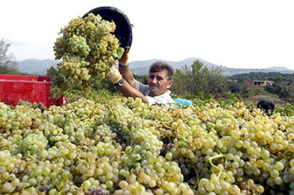 Un agricultor recoge uva en Garriguella (Girona) en la vendimia iniciada en la comarca del Empordà. 

/ EFE