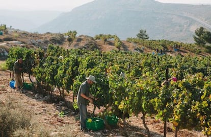 Uno de los viñedos que suministran uvas a la bodega de Psagot.