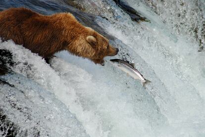 Picture Shows: Grizzly bear catching salmon