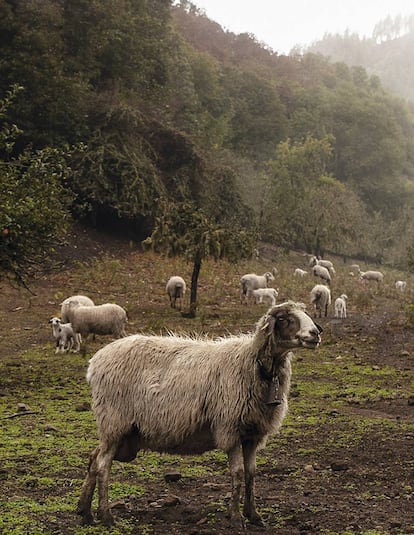 Ovejas de raza canaria, pastando.