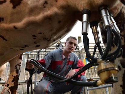 Um trabalhador ordenha uma vaca na Fran&ccedil;a. 