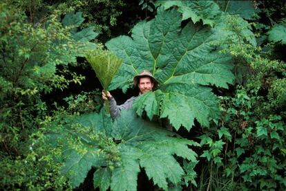 Un hombre recoge racimos de plantas en la selva chilena