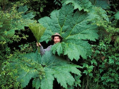Un hombre recoge racimos de plantas en la selva chilena
