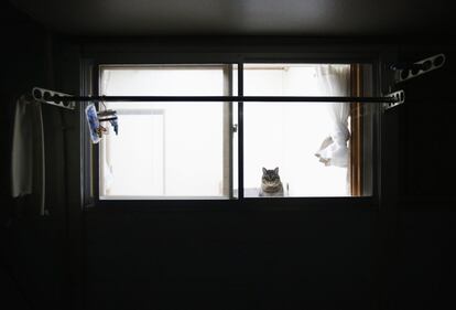 Un gato mira por una ventana en una casa temporal en el complejo del área de Funahiki en Tamura, en la prefectura de Fukushima (Japón).