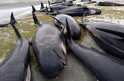 Unas 300 ballenas piloto han muerto este viernes en Nueva Zelanda después de que más de 400 quedaran varadas en la remota bahía Golden, en el noroeste de la isla Sur, informó la prensa local. Se trata de uno de los mayores incidentes de este tipo que se recuerdan en el país. En la imagen, algunos de los animales muertos en la playa de Farewell Spit.