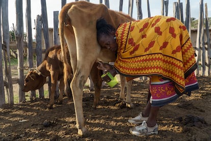 El marido de Noormelelek era polgamo. Ella era la quinta de las seis esposas que tena. No recibi herencia por no tener hijos varones mayores. Ahora, orde?a vacas para mantener a sus 9 hijos.