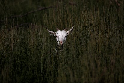 Una cabra del proyecto Buena Cabra se observa entre la vegetación de Santa Juana.