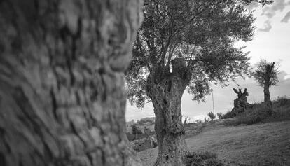 Plantación de olivares en Puig d'es Molins. 